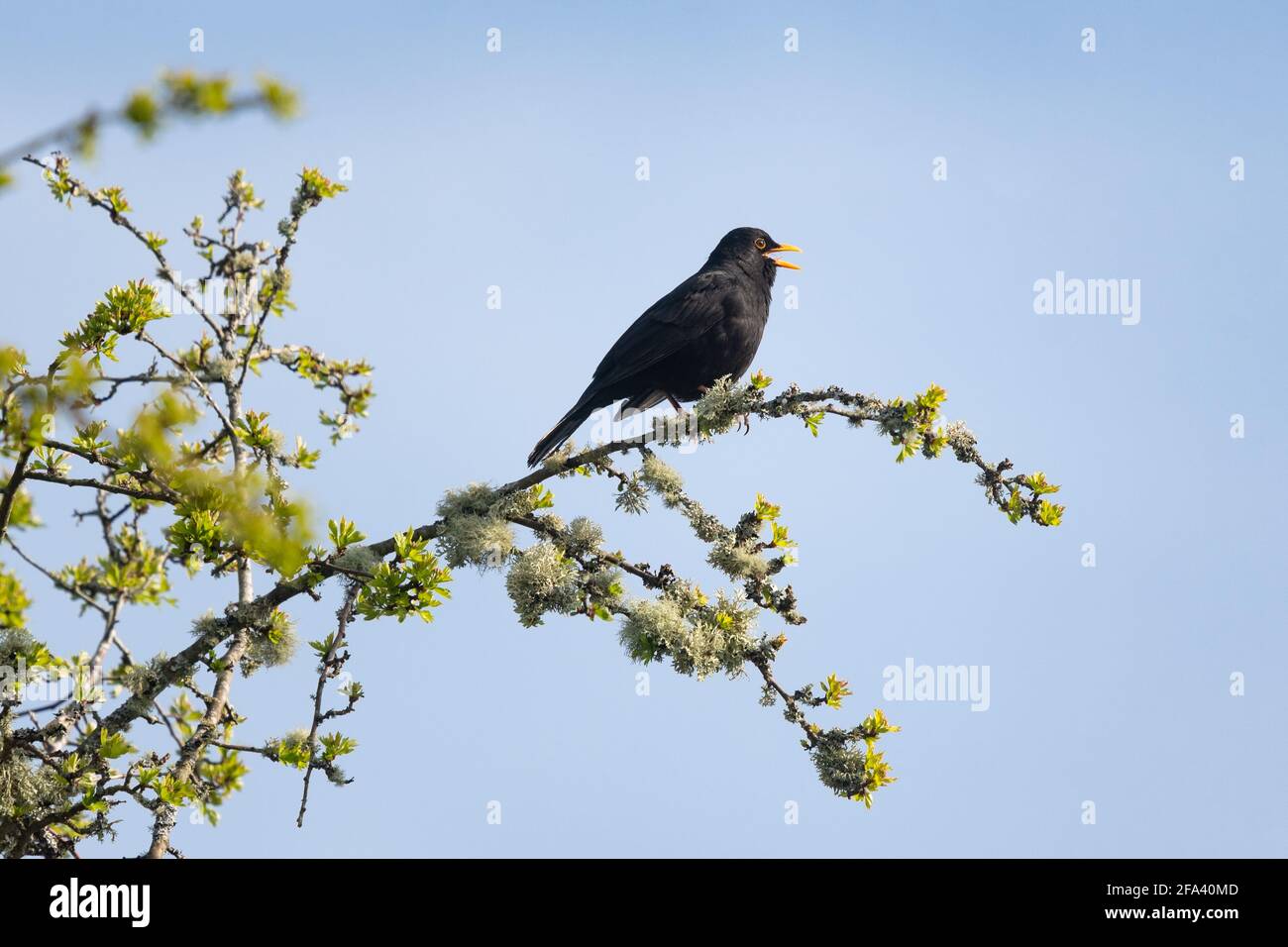 Amsel-Männchen singt auf hohem Ast (Turdus merula) - UK Stockfoto