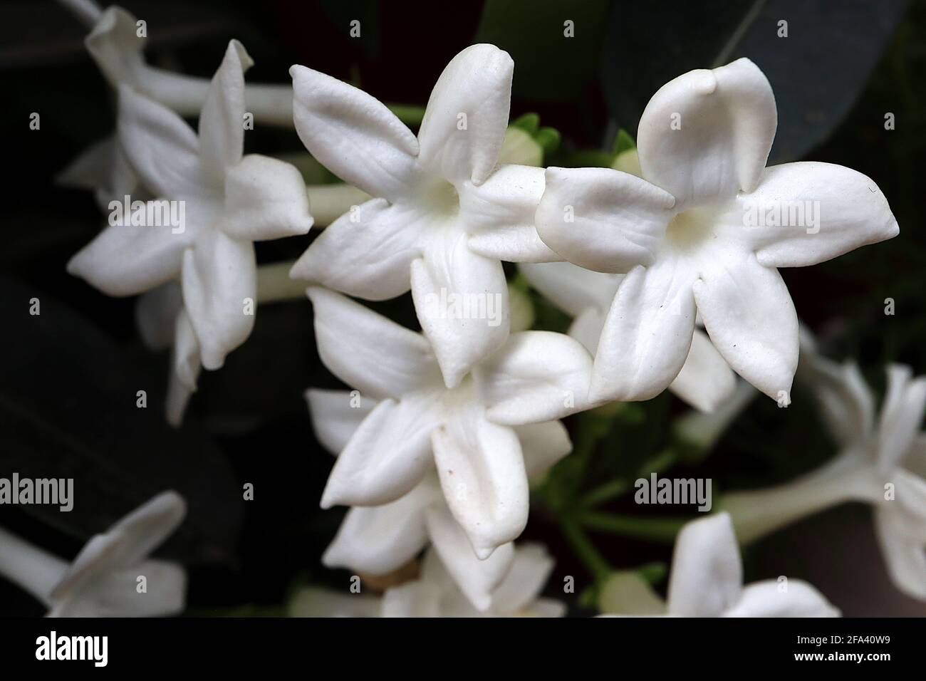 Stephanotis floribunda hoch duftende weiße sternförmige Blüten, April, England, Großbritannien Stockfoto