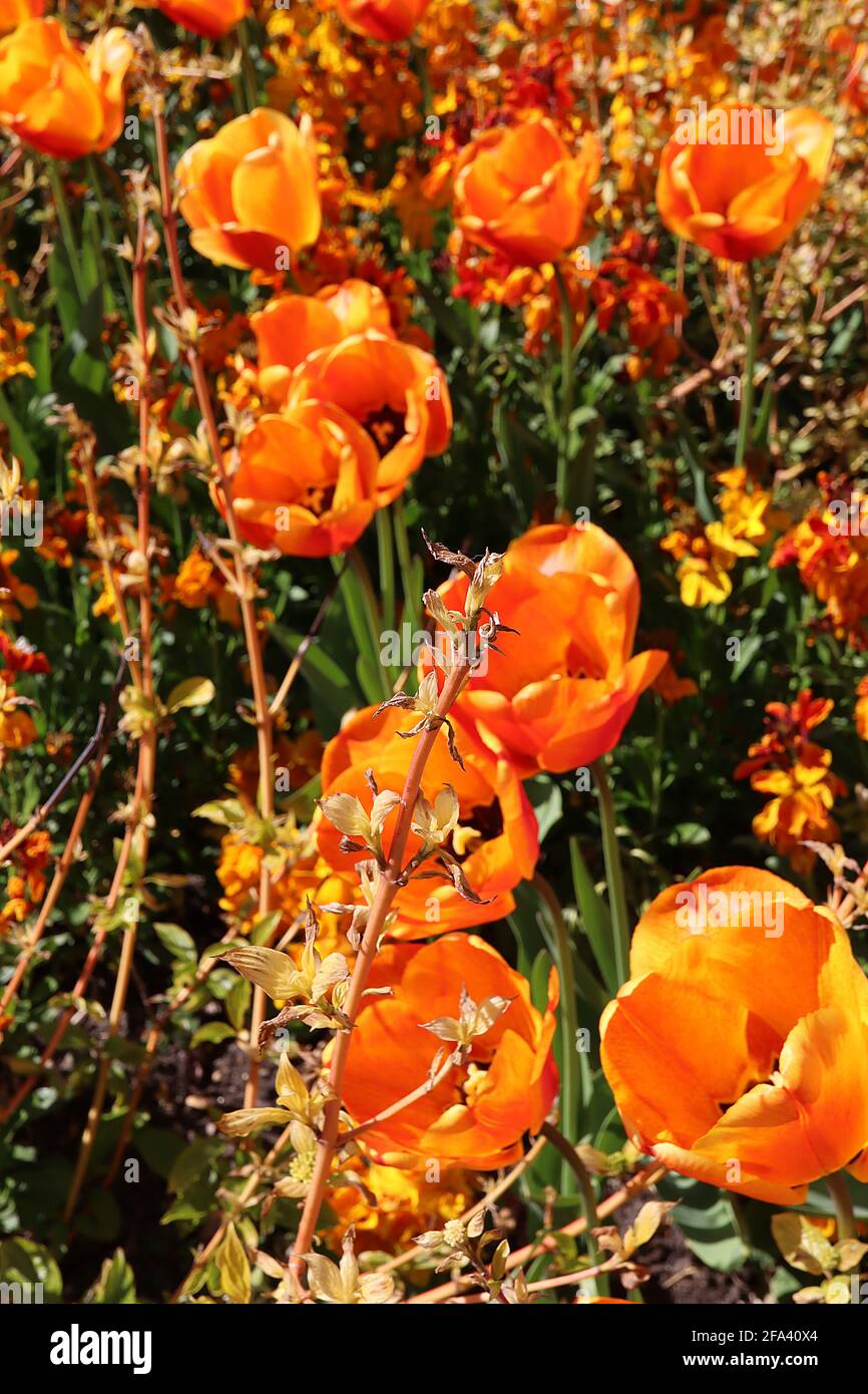 Tulipa ‘Cairo’ Triumph Tulpe 3 Cairo Tulpe - orange Bronzeblüten, tiefrote Flamme, abgerundete Blütenblätter, April, England, VEREINIGTES KÖNIGREICH Stockfoto