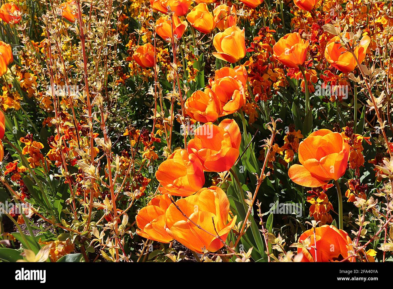 Tulipa ‘Cairo’ Triumph Tulpe 3 Cairo Tulpe - orange Bronzeblüten, tiefrote Flamme, abgerundete Blütenblätter, April, England, VEREINIGTES KÖNIGREICH Stockfoto