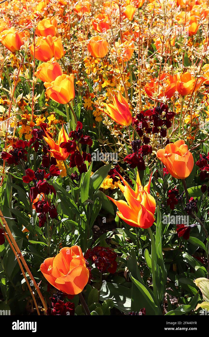 Tulipa ‘Cairo’ Triumph Tulip 3 Tulipa ‘Fly Away’ Lily blüht am 6. April, England, Großbritannien Stockfoto