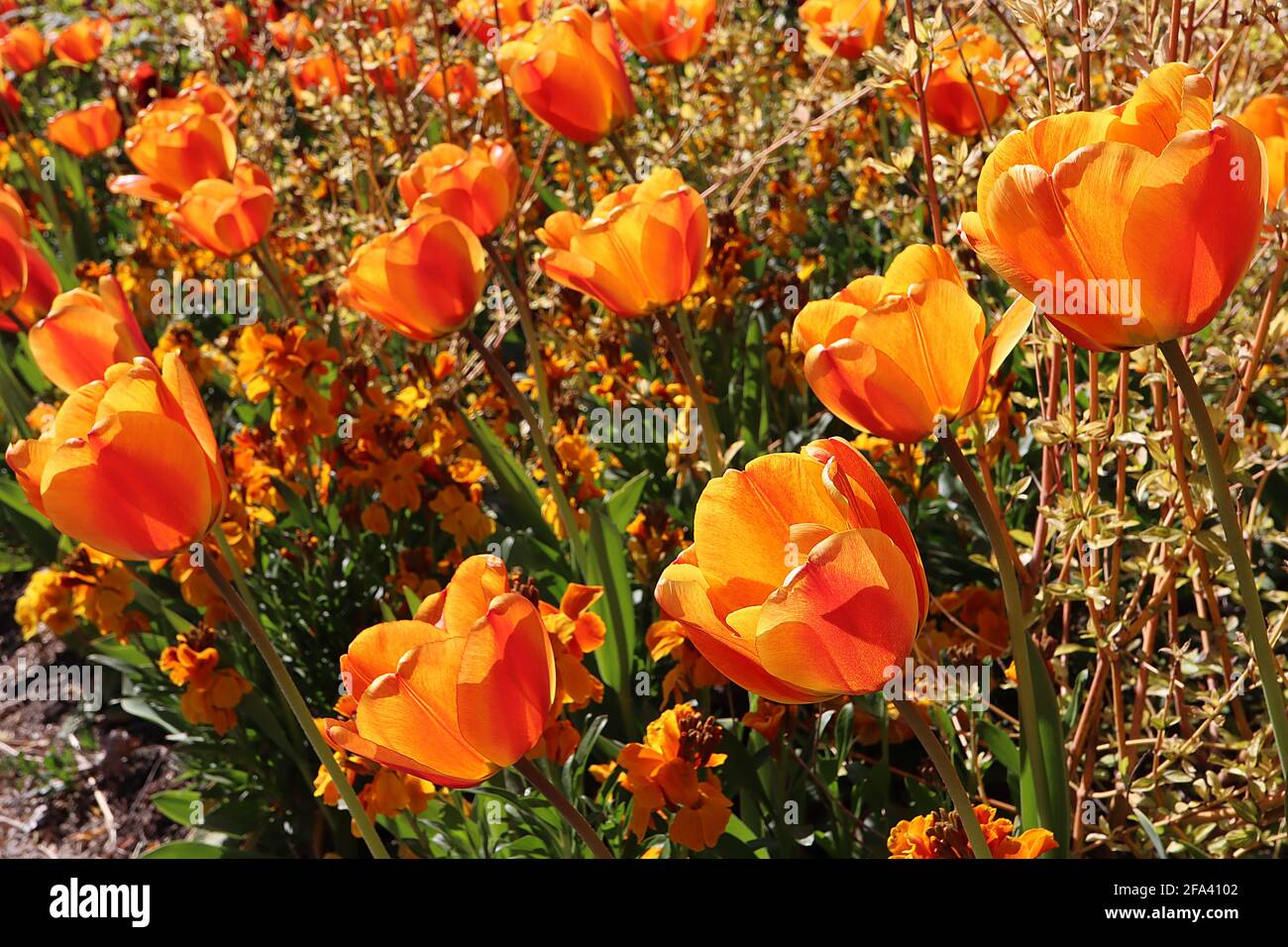 Tulipa ‘Cairo’ Triumph Tulpe 3 Cairo Tulpe - orange Bronzeblüten, tiefrote Flamme, abgerundete Blütenblätter, April, England, VEREINIGTES KÖNIGREICH Stockfoto