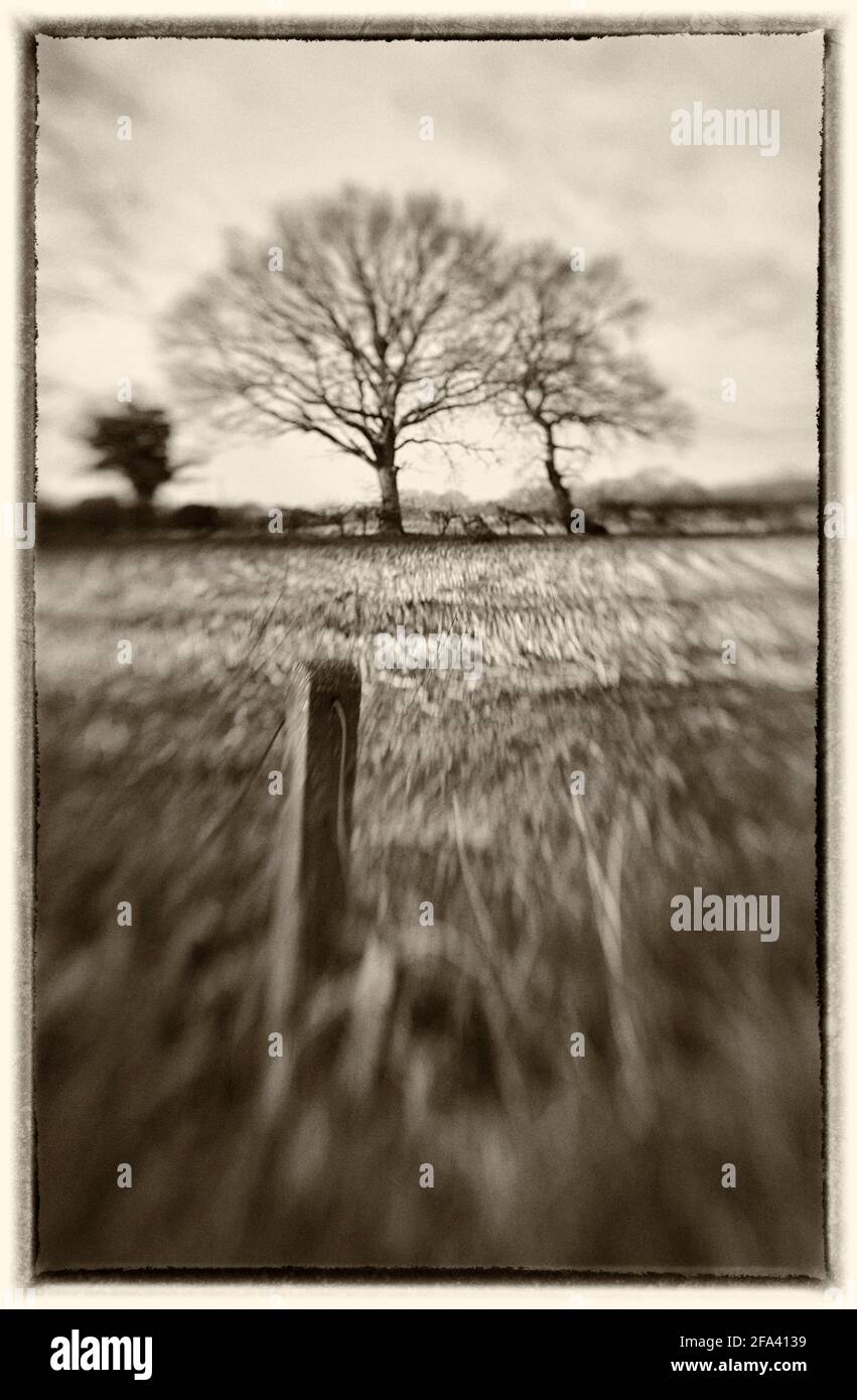 Bildende Kunst abstraktes Bild von Feld und Bäumen ellingham norfolk england Stockfoto