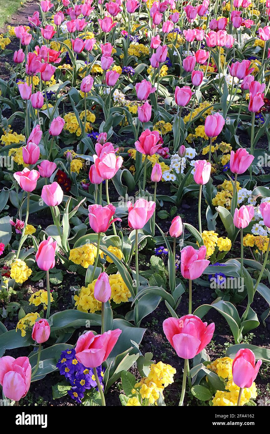 Tulipa ‘Pink Impression’ Darwin Hybrid 4 Pink Impression Tulpe - tiefrosa Blüten, breite hellrosa Ränder, April, England, Großbritannien Stockfoto