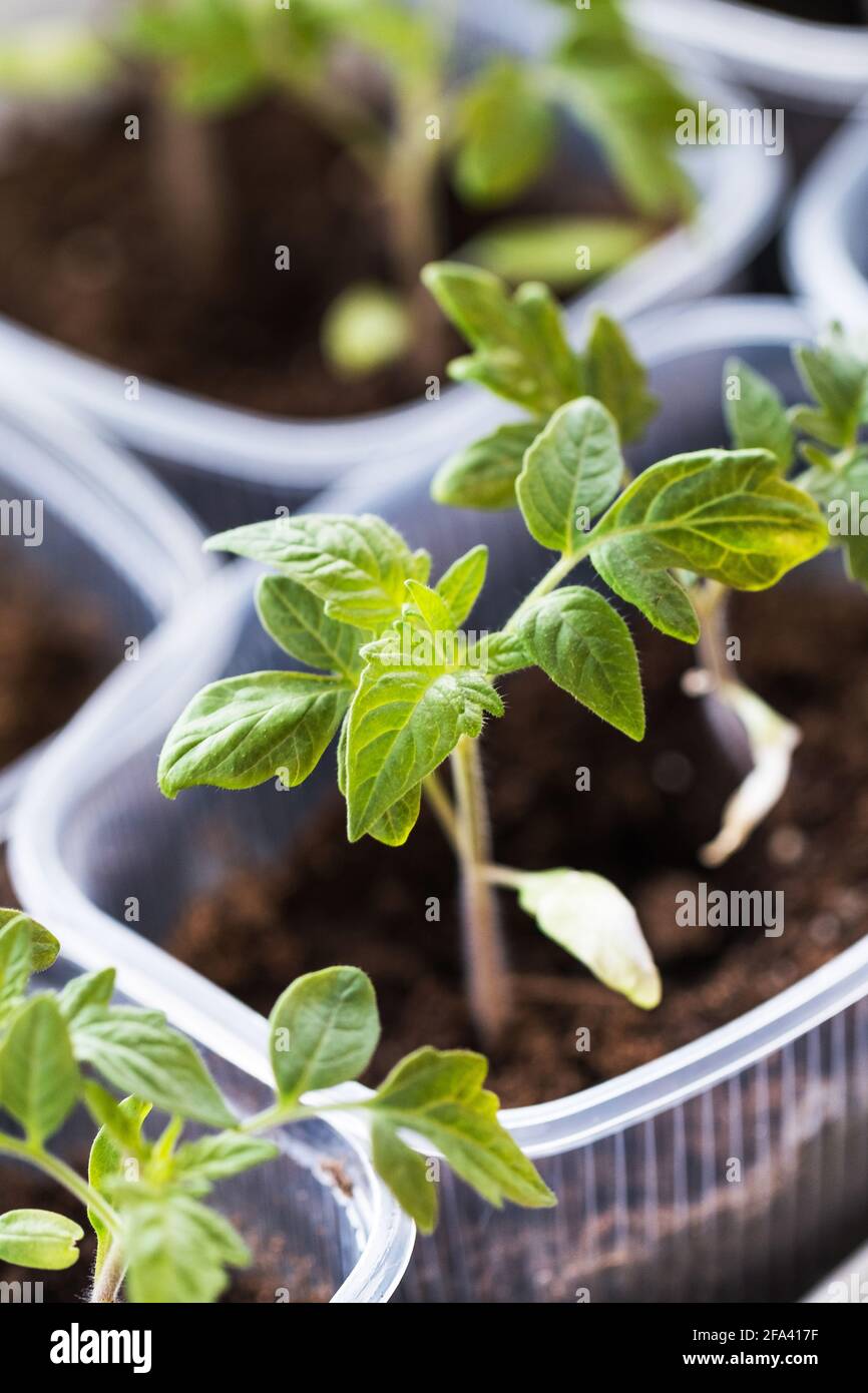 Tomaten, die aus Samen in Plastikbehältern auf der Fensterbank angebaut werden Zu Hause Stockfoto