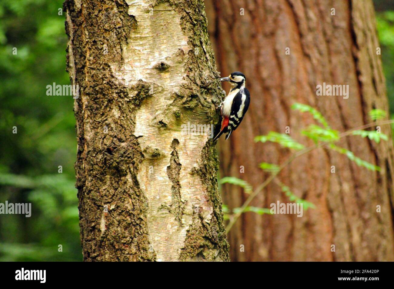 Hackspecht Stockfoto