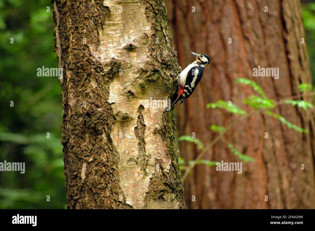 Großfleckspecht im Begriff zu picken Stockfoto