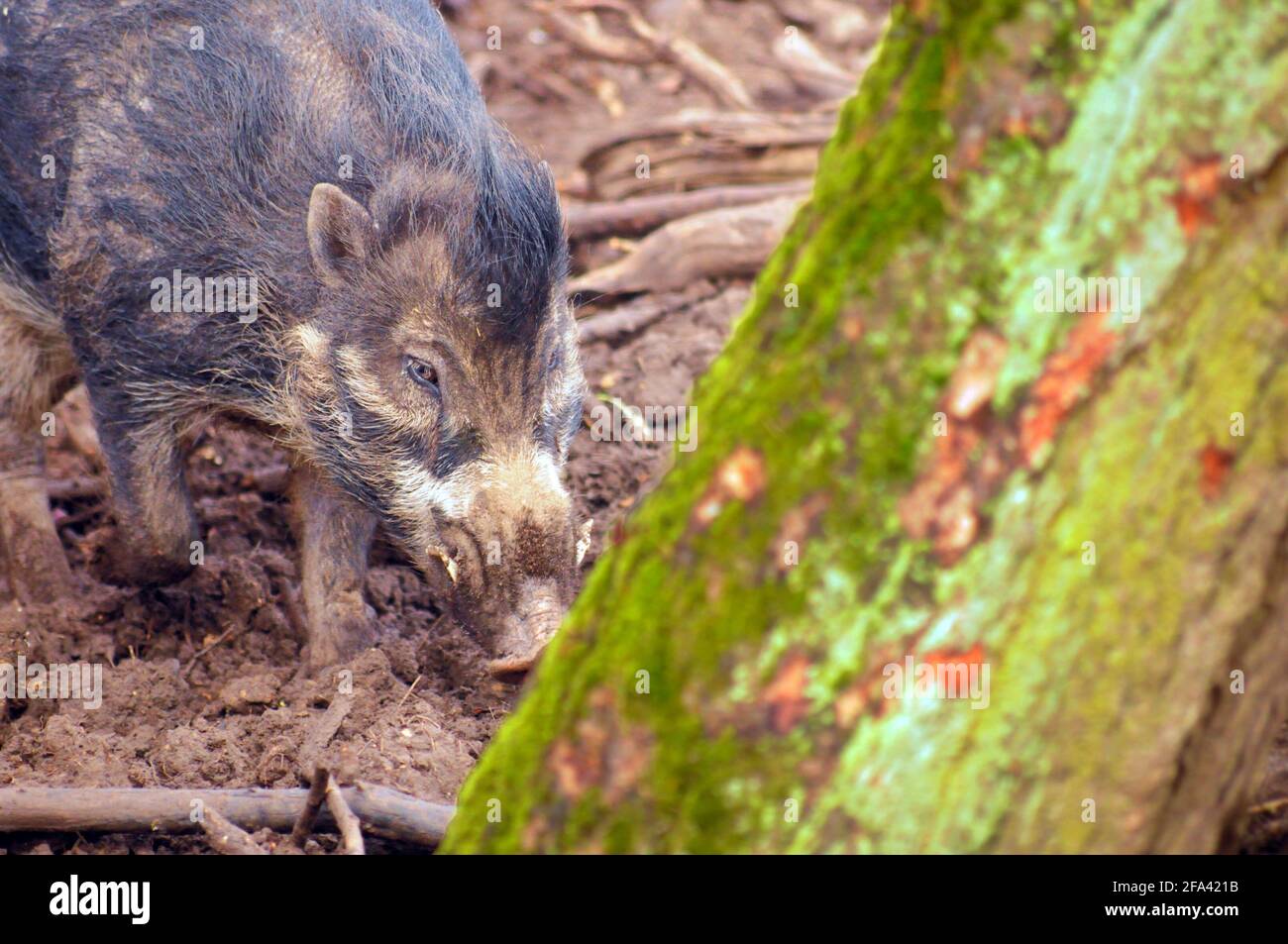 Wildschwein Sucht Nach Nahrung Stockfoto