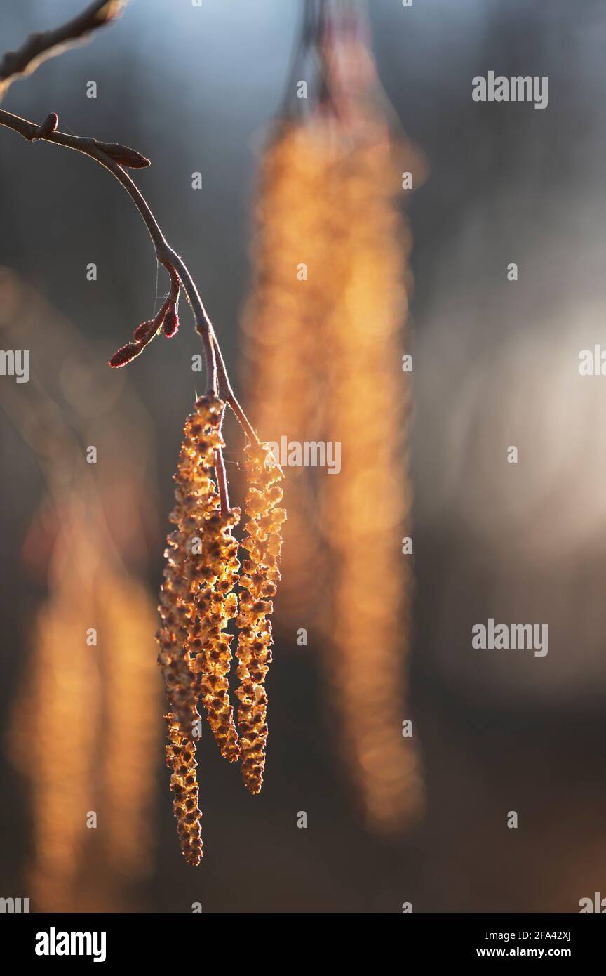 Kätzchen am Zweig des Alnus incana Tree (Europäische Grauerle). Männliche Blüten im frühen Frühling. Stockfoto