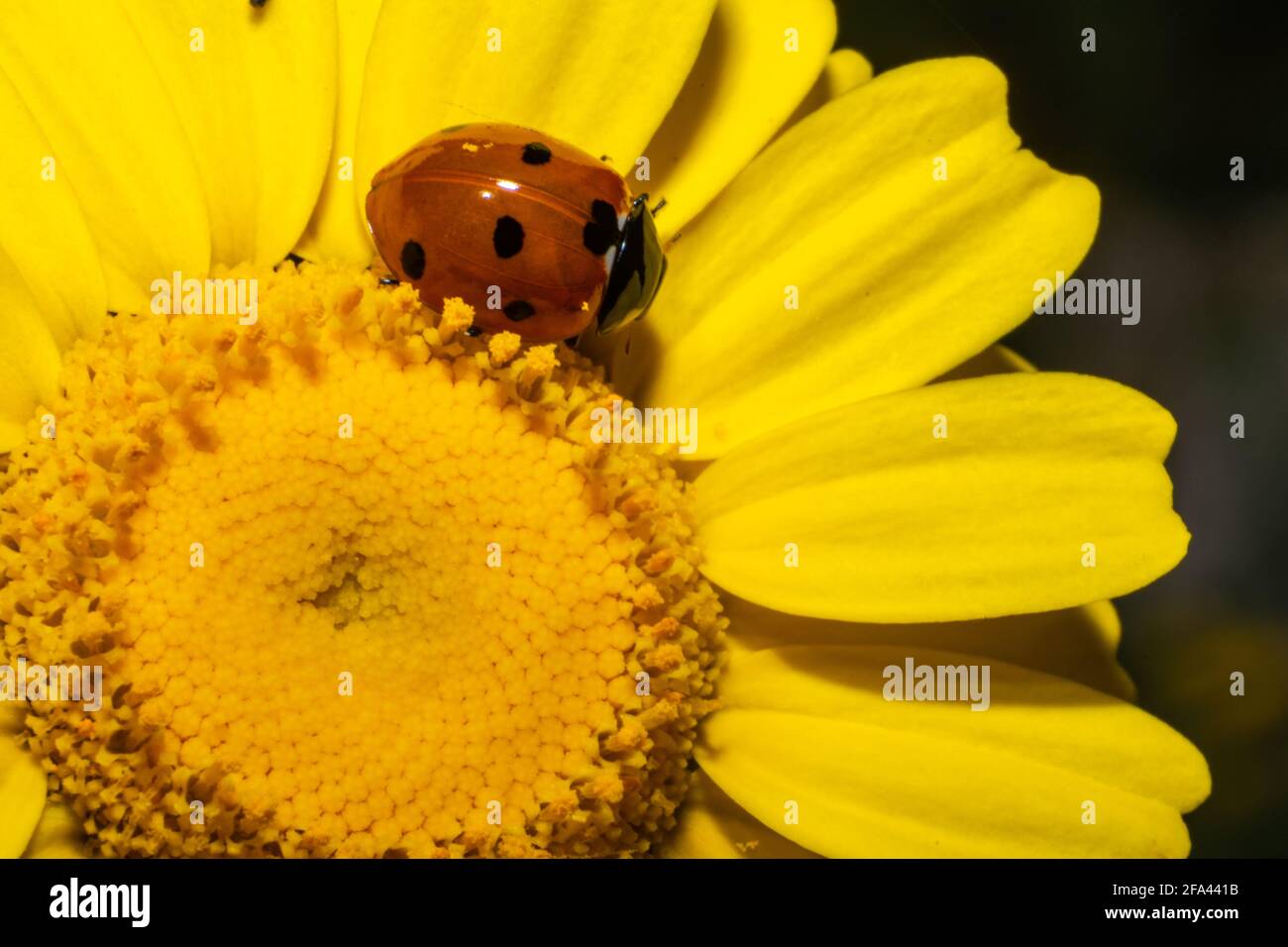 Coccinelidae auf einer Coleostephus myconis Blume Stockfoto