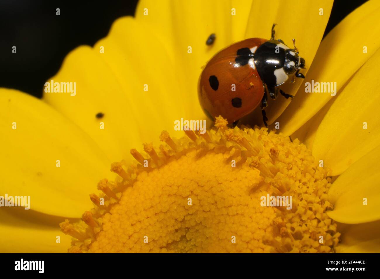 Coccinelidae auf einer Coleostephus myconis Blume Stockfoto