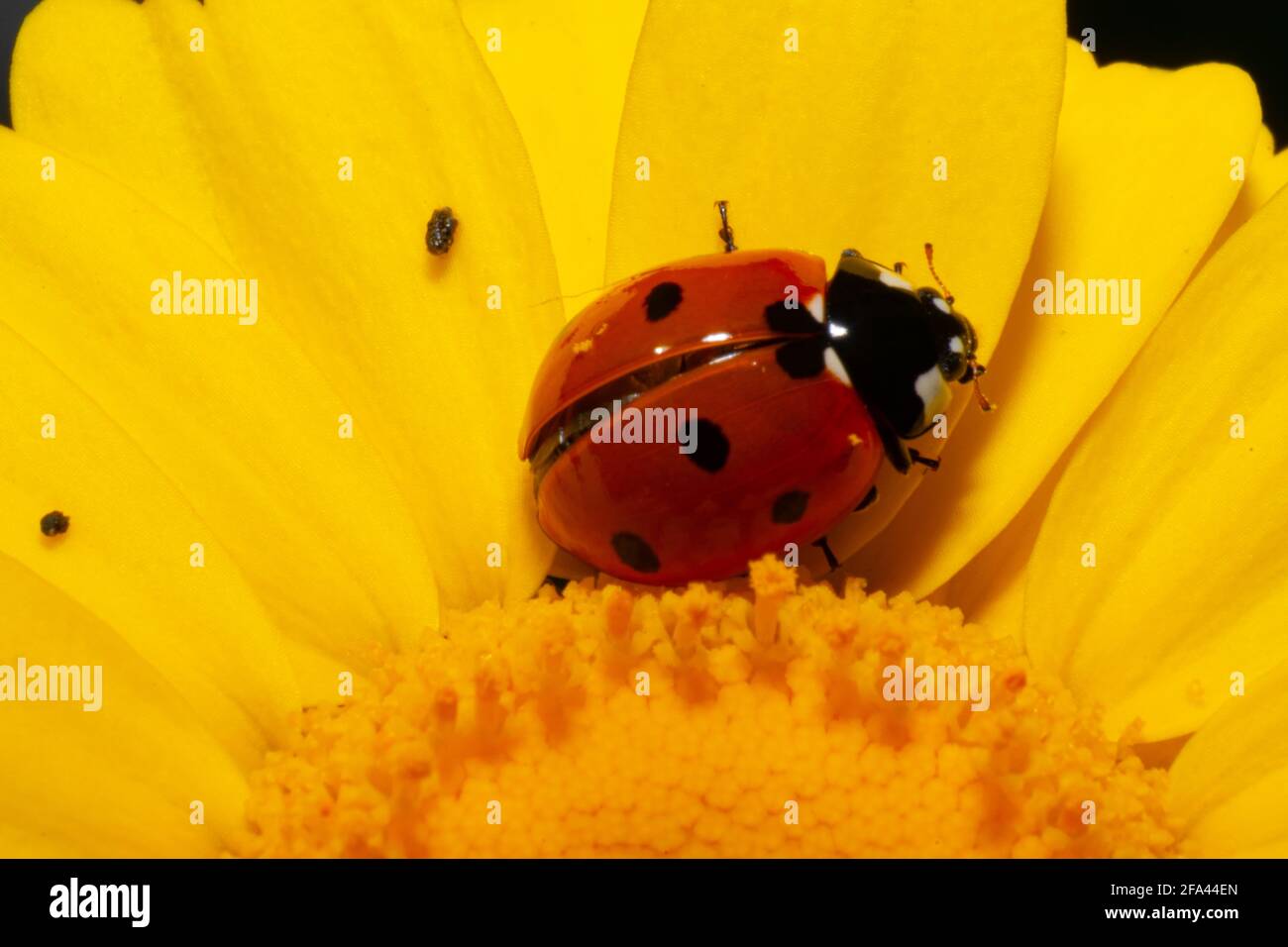 Coccinelidae auf einer Coleostephus myconis Blume, die die Flügel öffnet Stockfoto