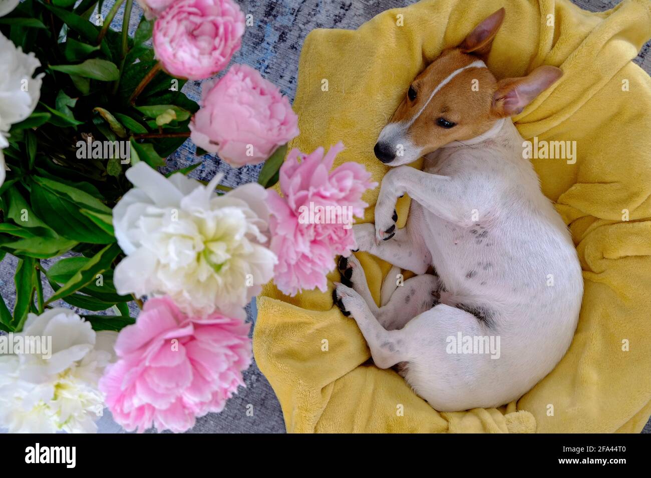 Niedlicher, verschlafter Jack Russel Terrier Welpe mit großen Ohren, die auf einem Hundebett mit gelber Decke ruhen. Kleiner entzückender Hündchen mit lustigen Fellflecken, die in Lun liegen Stockfoto