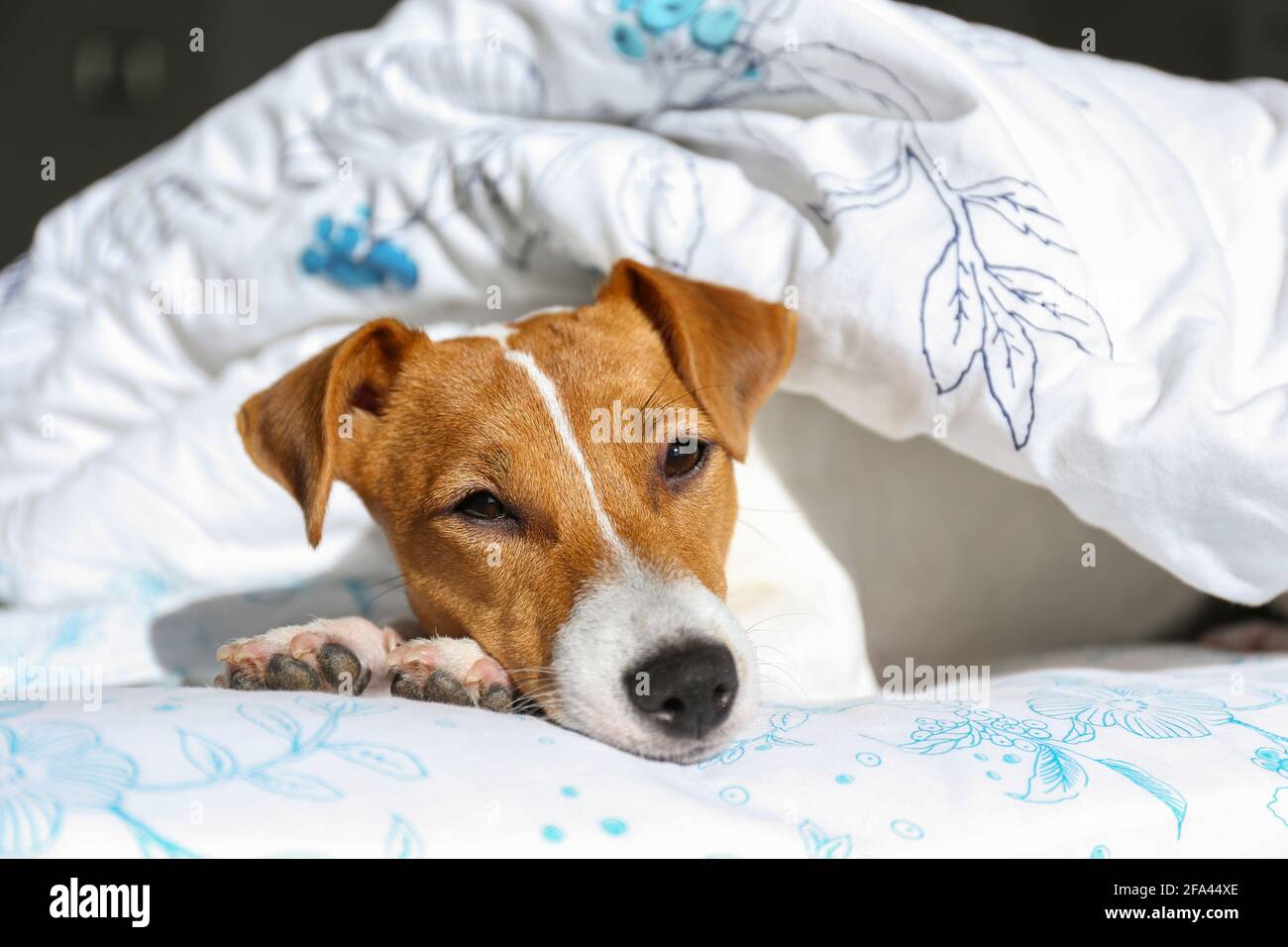 Niedlicher Jack Russel Terrier Welpe mit großen Ohren, die auf einem mit Decke bedeckten Bett schlafen. Kleine liebenswert doggy mit lustigen Fellflecken liegen in entzückende Position Stockfoto