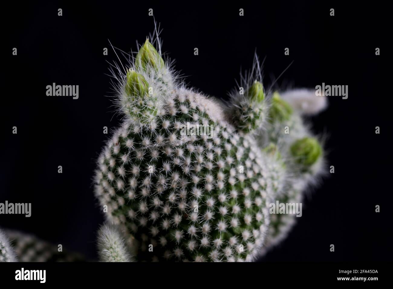 Mickey Maus Ohr Kaktus Blume Knospe aus nächster Nähe. Grüne Blüte des Kaktus bereit zu blühen. Stockfoto