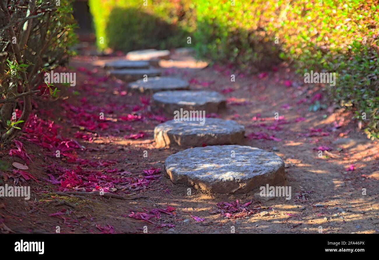 Selektive Konzentration auf den ersten von mehreren kreisförmigen Trittsteinen in einem von Hecken umrandeten Gartengang, der mit leuchtend rosa Blütenblättern übersät ist Stockfoto