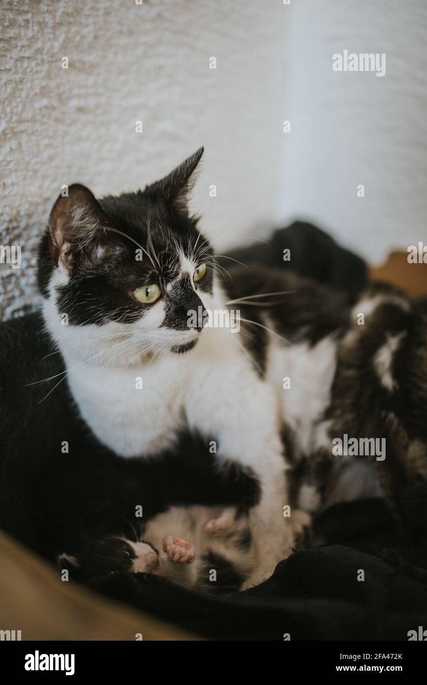 Vertikale Aufnahme einer schwarz-weißen Katze mit ihrem Kätzchen Stockfoto