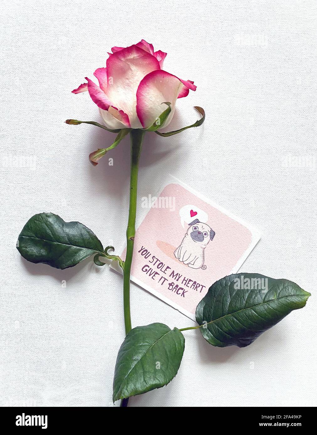 Liebeserklärung. Rose mit Postkarte Stockfoto