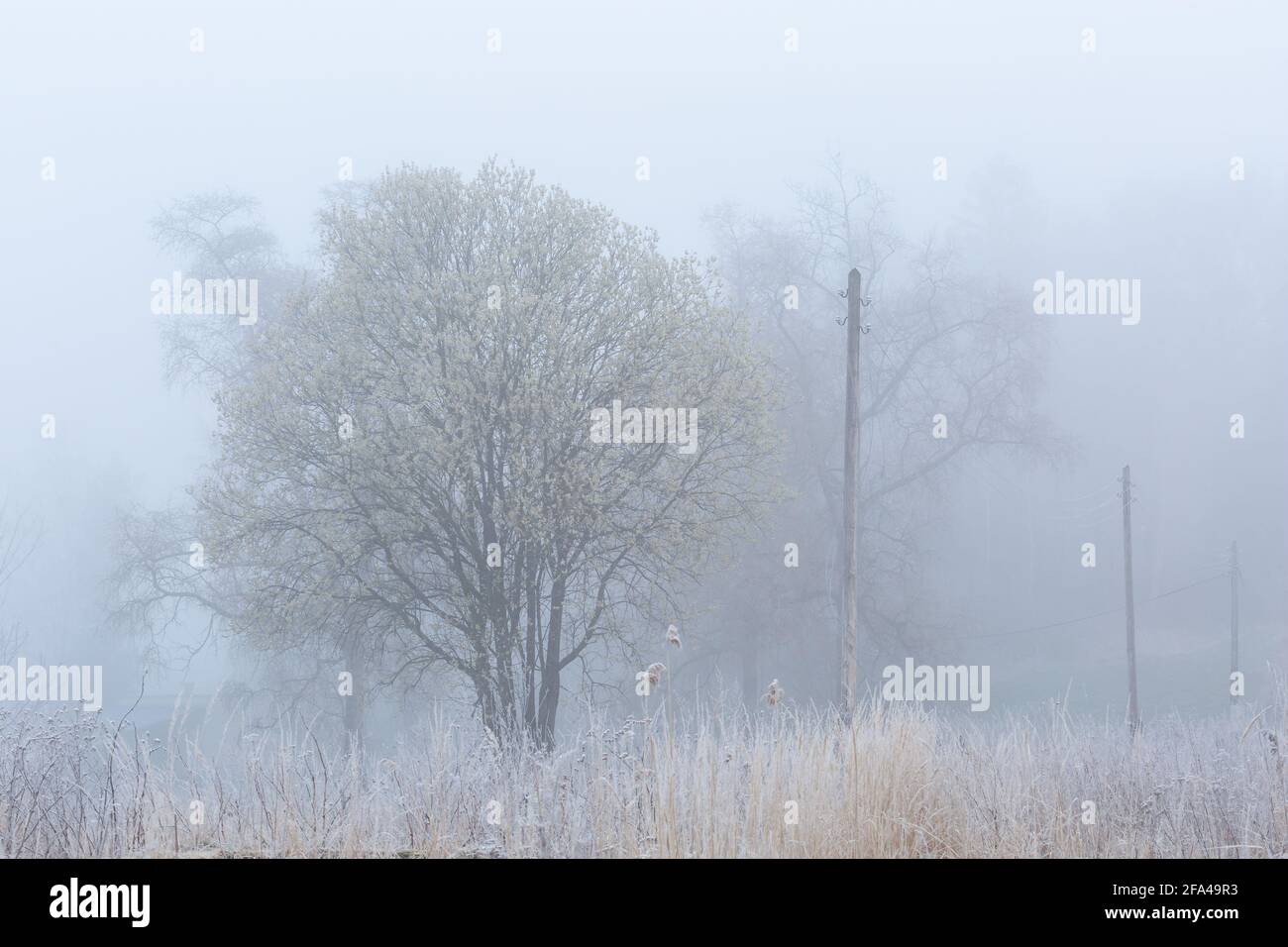 Frostbedeckte Weiden an einem nebligen Morgen, Region Turiec, Slowakei. Stockfoto