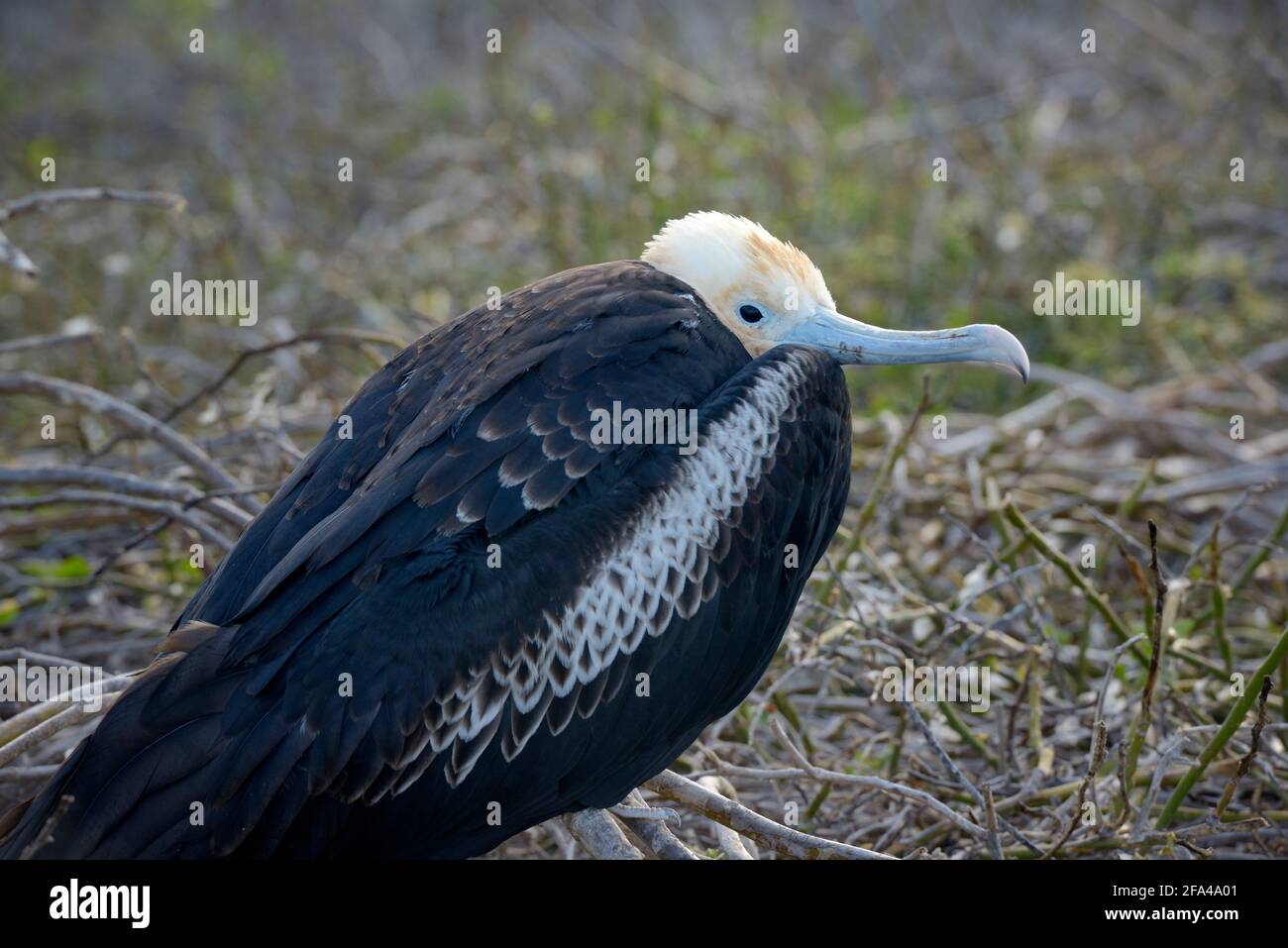 Magnificent Fregatebird (Fregata magnificens) unreif, North Seymour Island, Galapagos Islands, Ecuador Stockfoto