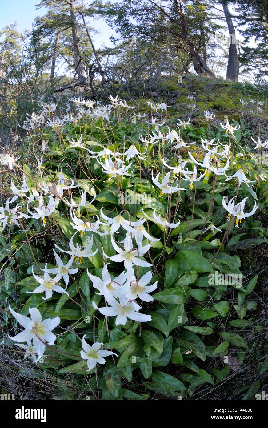 Weiße Rehlilie Erythronium oregonum, Pender Island, British Columbia, Kanada Stockfoto