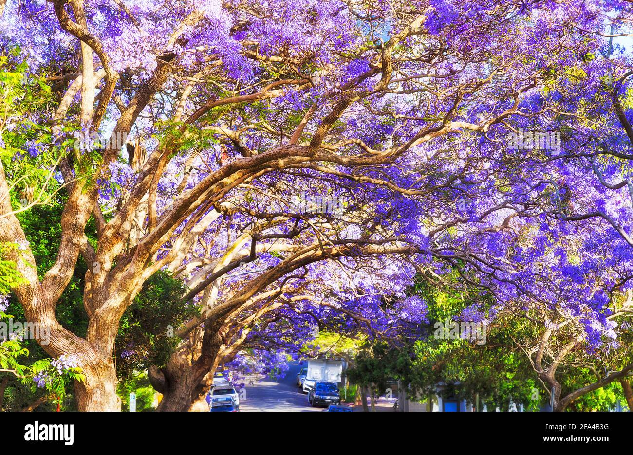 Ein Tunnel blühender Jacaranda-Bäume in voller Blüte - Vorort von Sydney, Australien, an der unteren Nordküste. Stockfoto