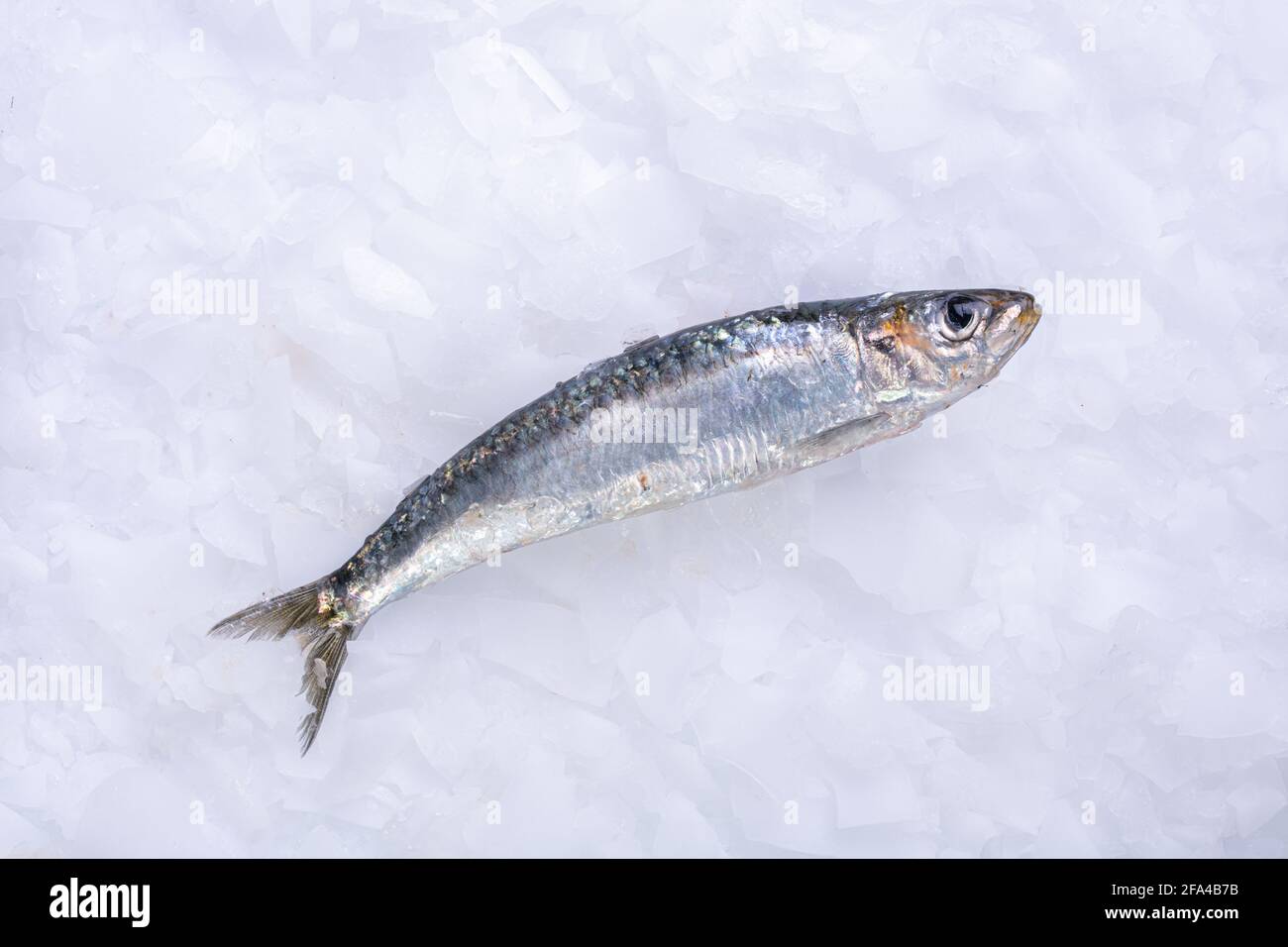 Frische Sardine im Eis bei einem Fischhändler Stockfoto