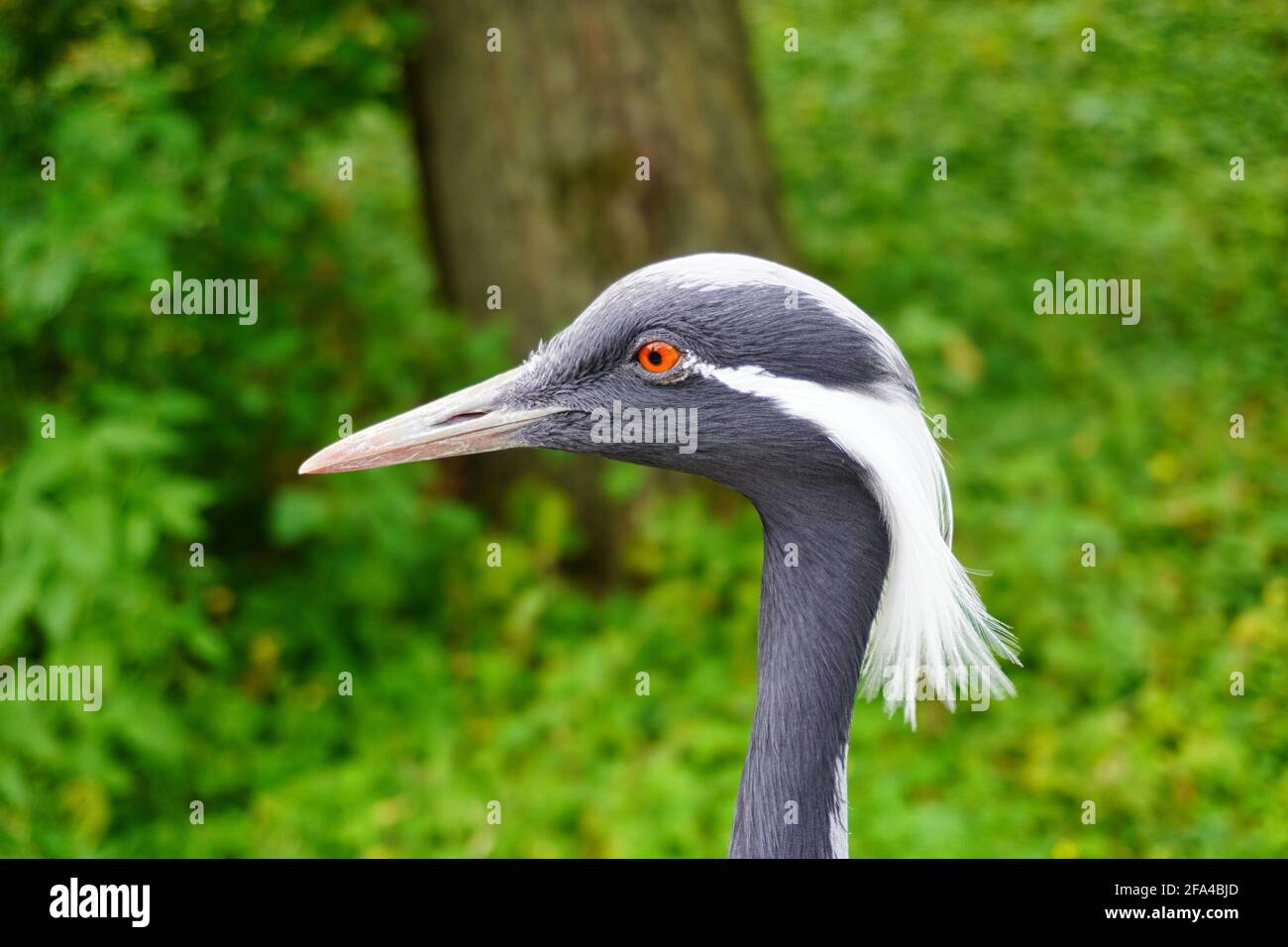 Nahaufnahme eines demoiselle Krans mit roten Augen, im Hintergrund einige gr Stockfoto