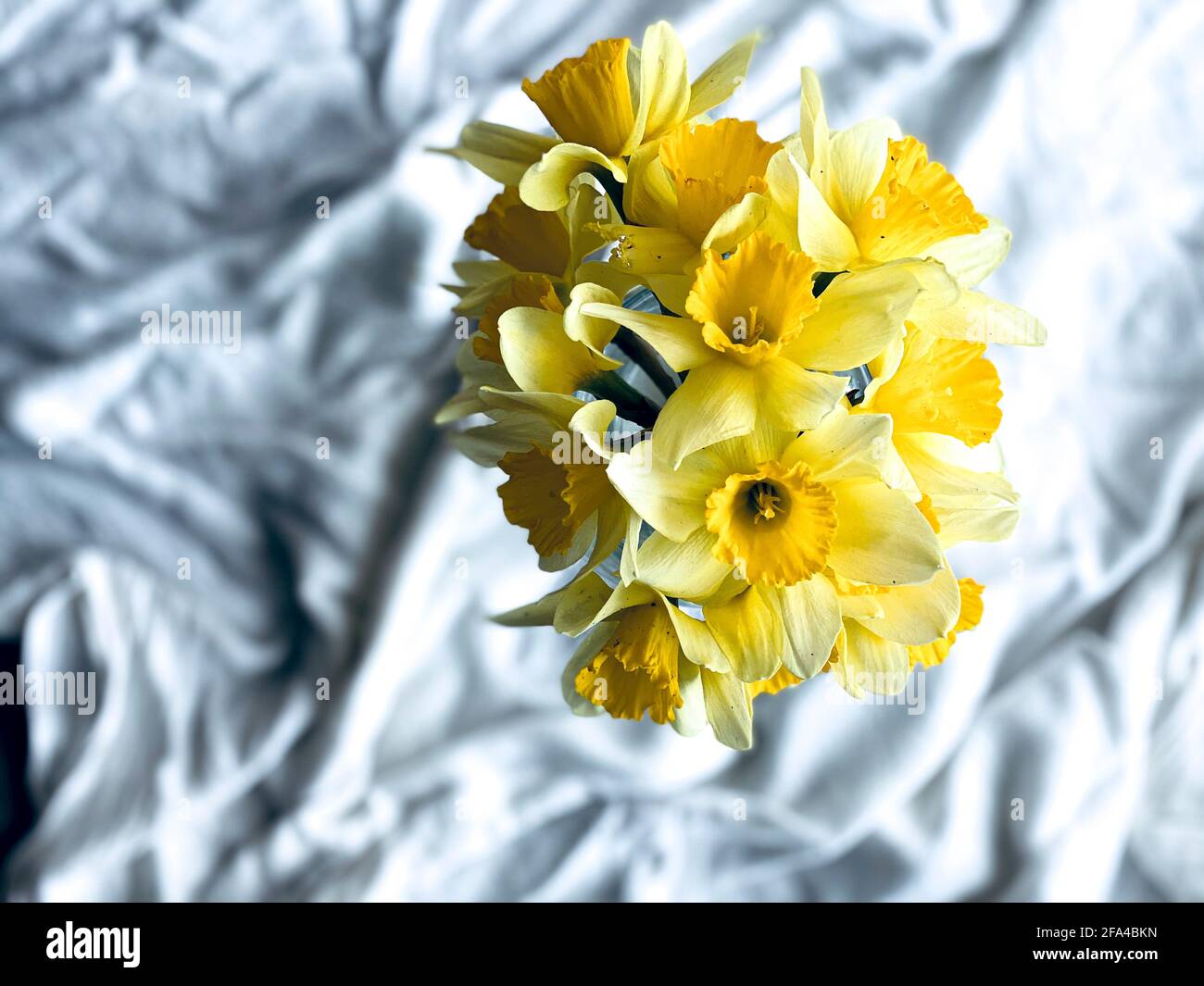 Gelbe Narzissen in einer Vase auf weißem Hintergrund, Freiraum, Draufsicht Stockfoto