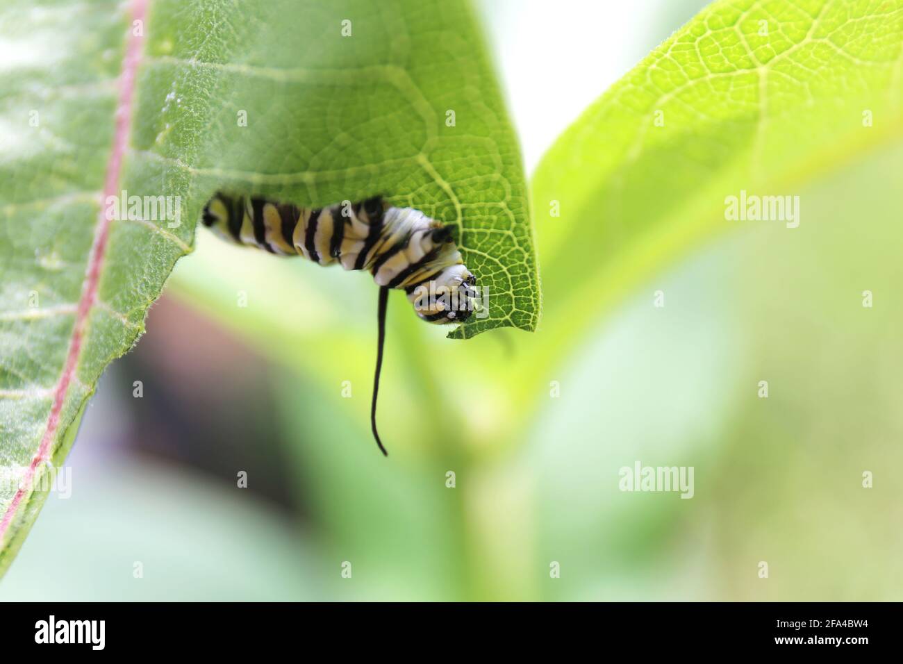 Ein Makro-Nahaufnahme einer Raupe des Monarch Butterfly, die an einem Sommertag ein Milchkrautblatt frisst. Stockfoto