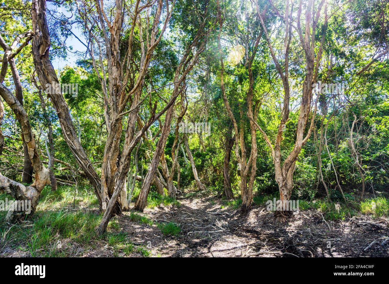 Stand von Melaleuca Paperbark Bäumen im Godwin Beach Environment Reserve, Moreton Bay Region, Queensland, Australien Stockfoto