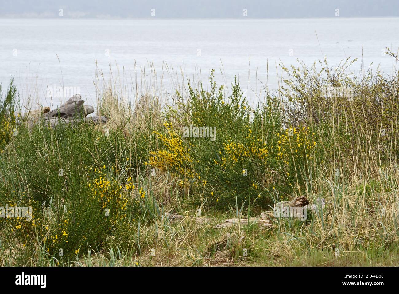 Schottischer Besen am Strand. Stockfoto