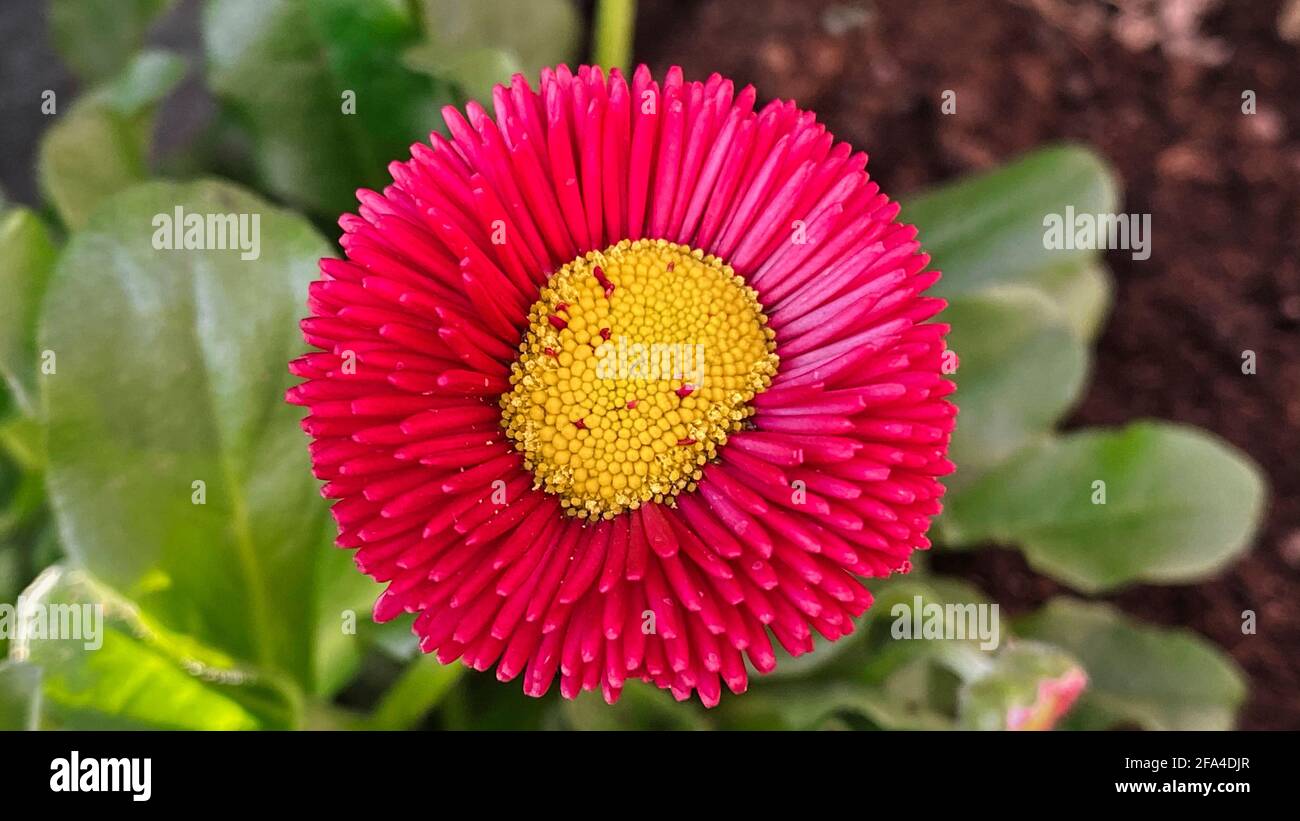 Eine Nahaufnahme einer Blume. Hochwertige Fotos Stockfoto