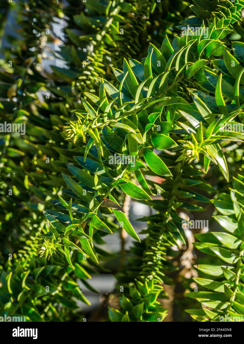 Die spitzen Blätter der Bunya Pine sind radial um den Zweig, den Bunya Mountains National Park, South Burnett Region, Queensland, Australien, angeordnet Stockfoto