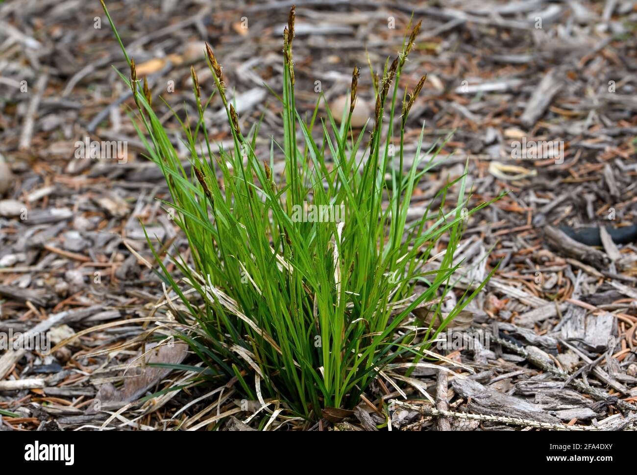 Carex pensylvanica wird an einem bewölkten Tag allgemein als