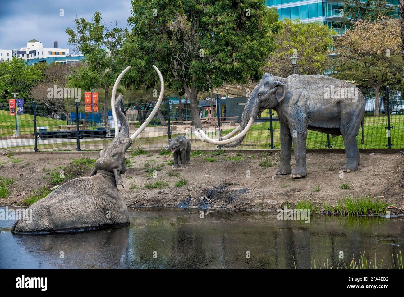 Los Angeles, CA, USA: 22. April 2021: Die Lake Pit an den La Brea Tar Pits zeigt eine Nachbildung eines Mammuts, das in Teer gefangen ist, Los Angeles, CA. Stockfoto