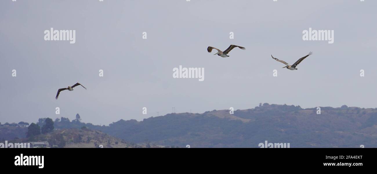 Drei Pelikane fliegen über die Malibu-Hügel, Malibu, Kalifornien, USA Stockfoto