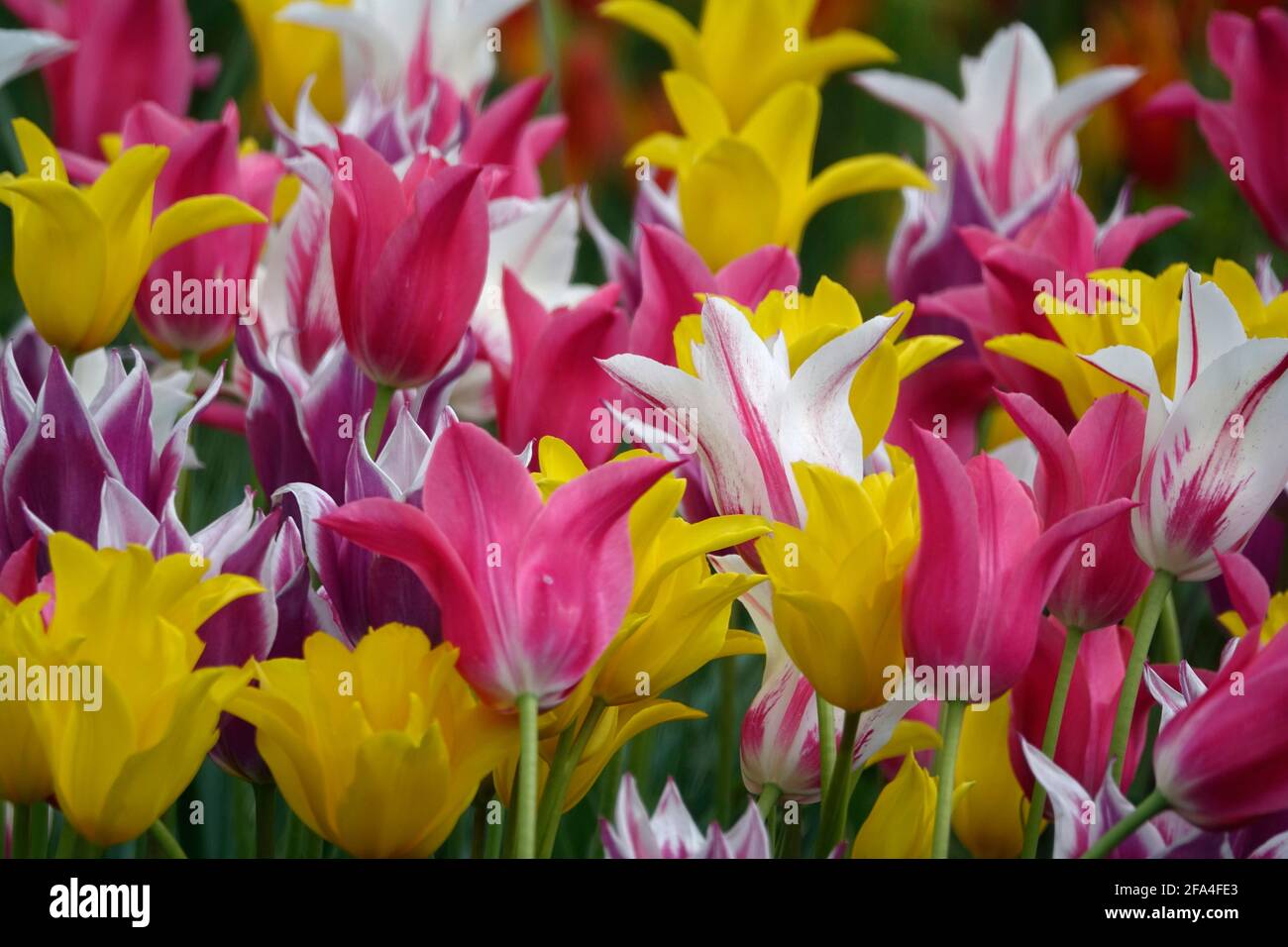 Ein farbenfrohes Arrangement von Arten Tulpen in rosa, gelb und gestreiften Farbvarianten Stockfoto