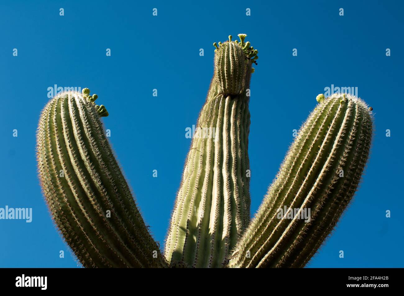 Der saguaro, Carnegia gigantea ist ein Kaktus aus der Arizona Sonora Wste.  Gilt als der Knig des Kaktus, wchst langsam, knnte 200 Jahre leben, c  Stockfotografie - Alamy