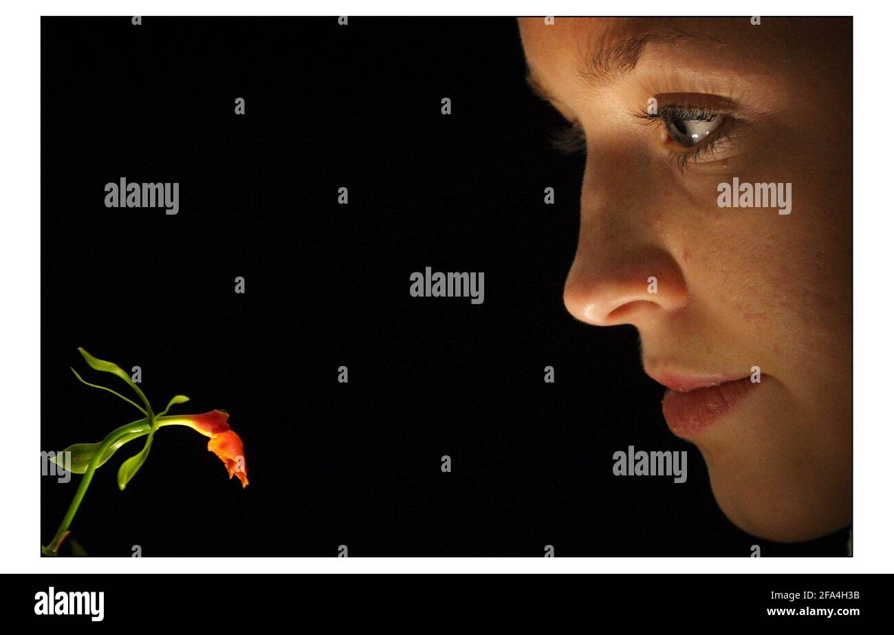 Auf der Suche nach dem Paradies... Kews Ninth Orchid Festival wird vom 15. Februar bis 16. märz im Princess of Wales Conservatory in Kew Gardens in South West geöffnet sein London.Hannah Davies bekommt einen genaueren Blick auf das seltene Epidendrum Pseudepidendrum aus Costa Rico. Dies ist die erste Blüte dieser Pflanze für Kew Gardens. PIC David Sandison 12/2/2003 Stockfoto