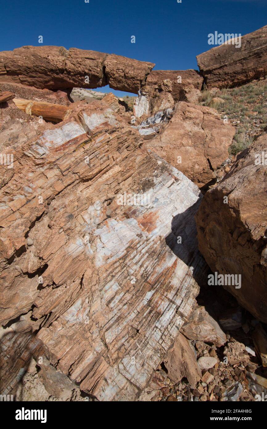 Die Arizona Petrified Forest National Park liegt im nordöstlichen Teil von Arizona gelegen, ca. 25 km östlich von Holbrook. Der Versteinerte Wald ist Ho Stockfoto