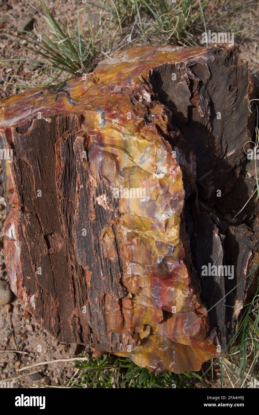 Die Arizona Petrified Forest National Park liegt im nordöstlichen Teil von Arizona gelegen, ca. 25 km östlich von Holbrook. Der Versteinerte Wald ist Ho Stockfoto