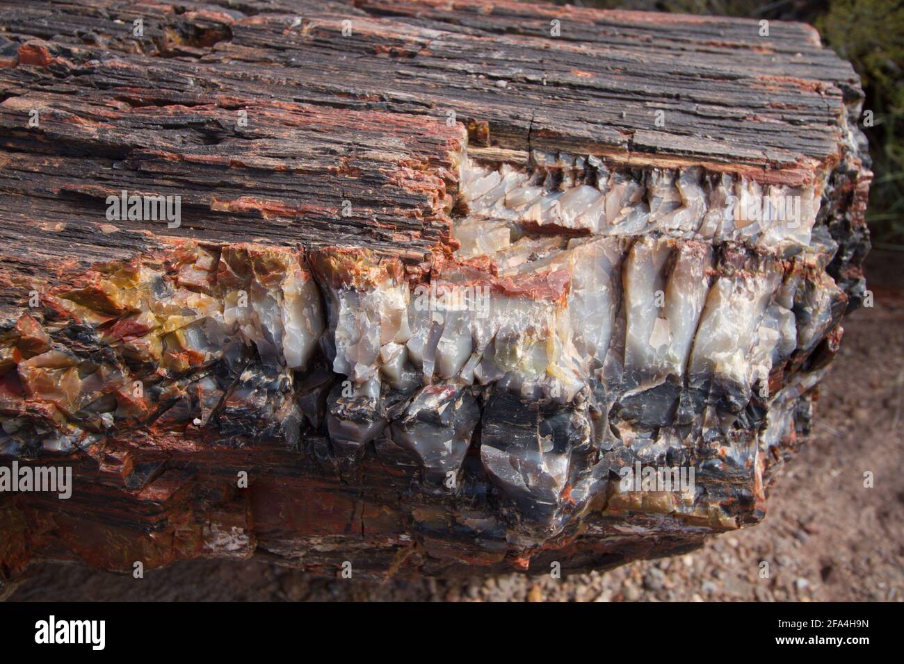 Die Arizona Petrified Forest National Park liegt im nordöstlichen Teil von Arizona gelegen, ca. 25 km östlich von Holbrook. Der Versteinerte Wald ist Ho Stockfoto
