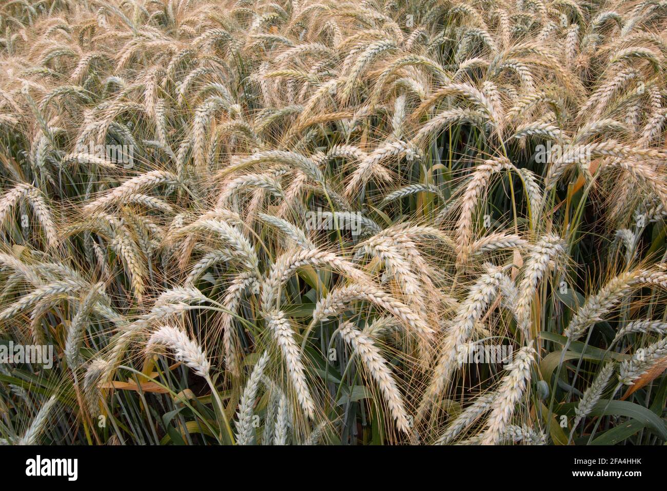 Eine reifende Ernte aus Triticale-Weizen, einem Bio-Produkt der bewässerten Landwirtschaft im kalifornischen San Joaquin Valley, Merced County. Stockfoto