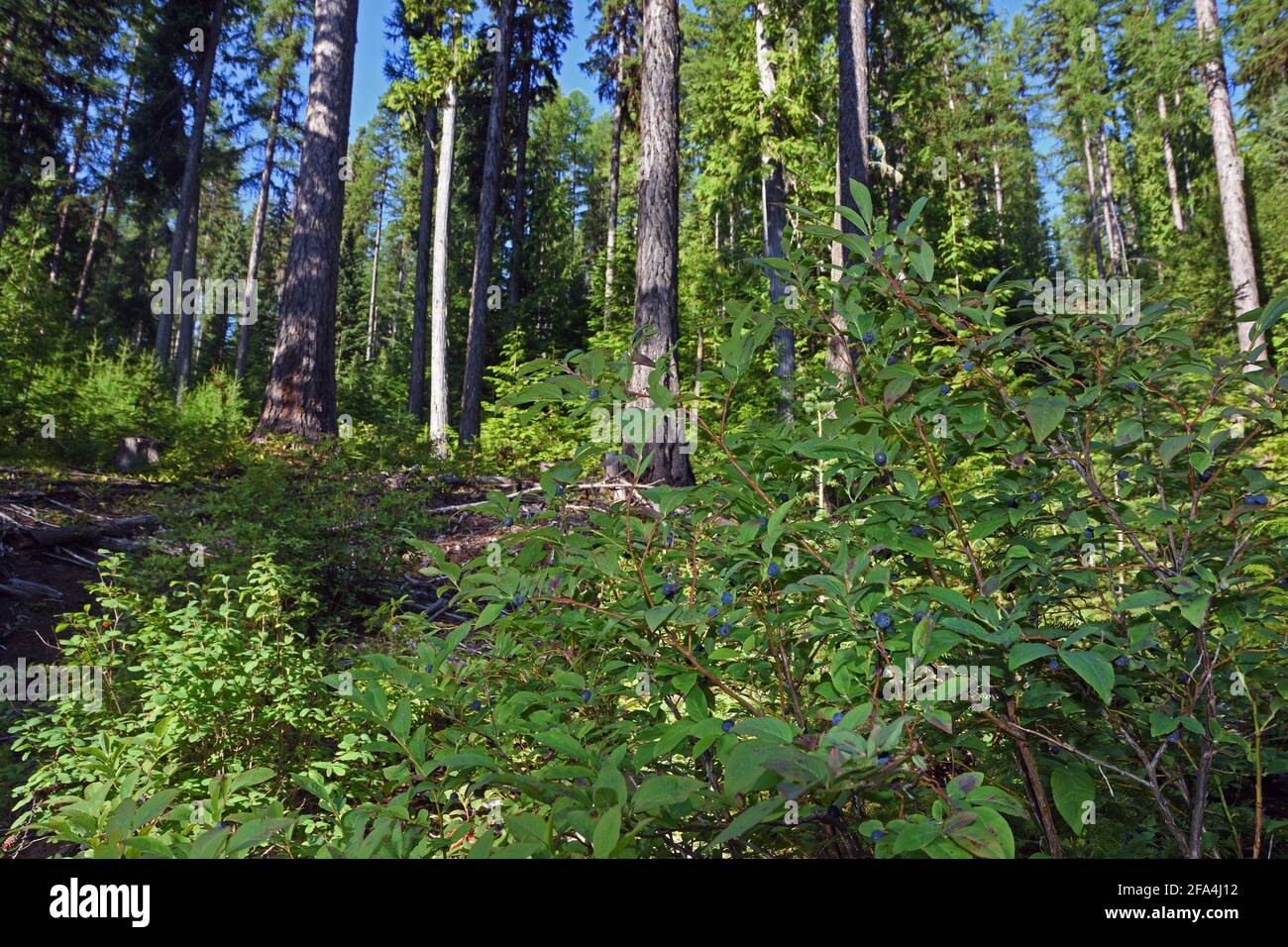 huckleberry wächst in einem gemischten Nadelwald etwa 13 Jahre nach der Ausdünnung. Yaak Valley, nordwestlich von Montana. Stockfoto
