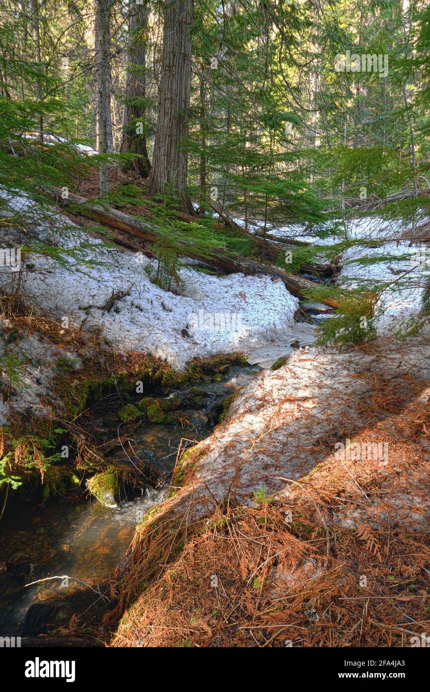 Wood Creek Larch Scenic Area im Frühling. Kootenai National Forest, Yaak Valley, nordwestlich von Montana. (Foto von Randy Beacham) Stockfoto