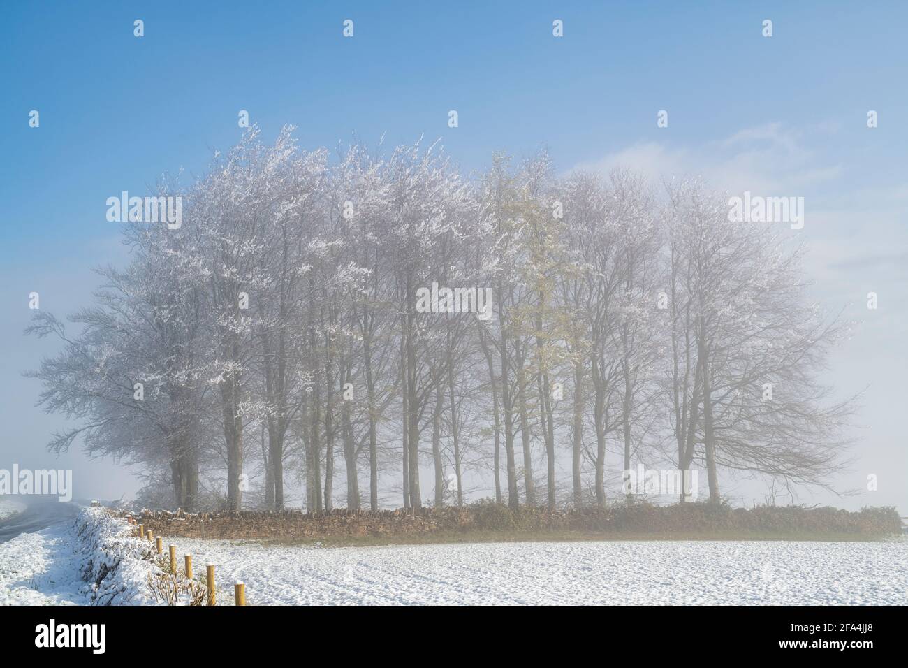Neblige Bäume und Frühlingsschnee in der Landschaft von Cotswold. Sezincote, Cotswolds, Gloucestershire, England Stockfoto