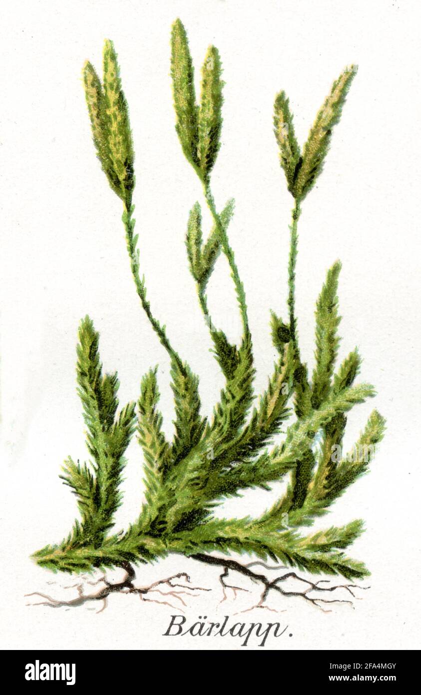 club MOSS / Lycopodium clavatum / Bärlapp, Keulen- / Gesundheitsbuch, 1911) Stockfoto