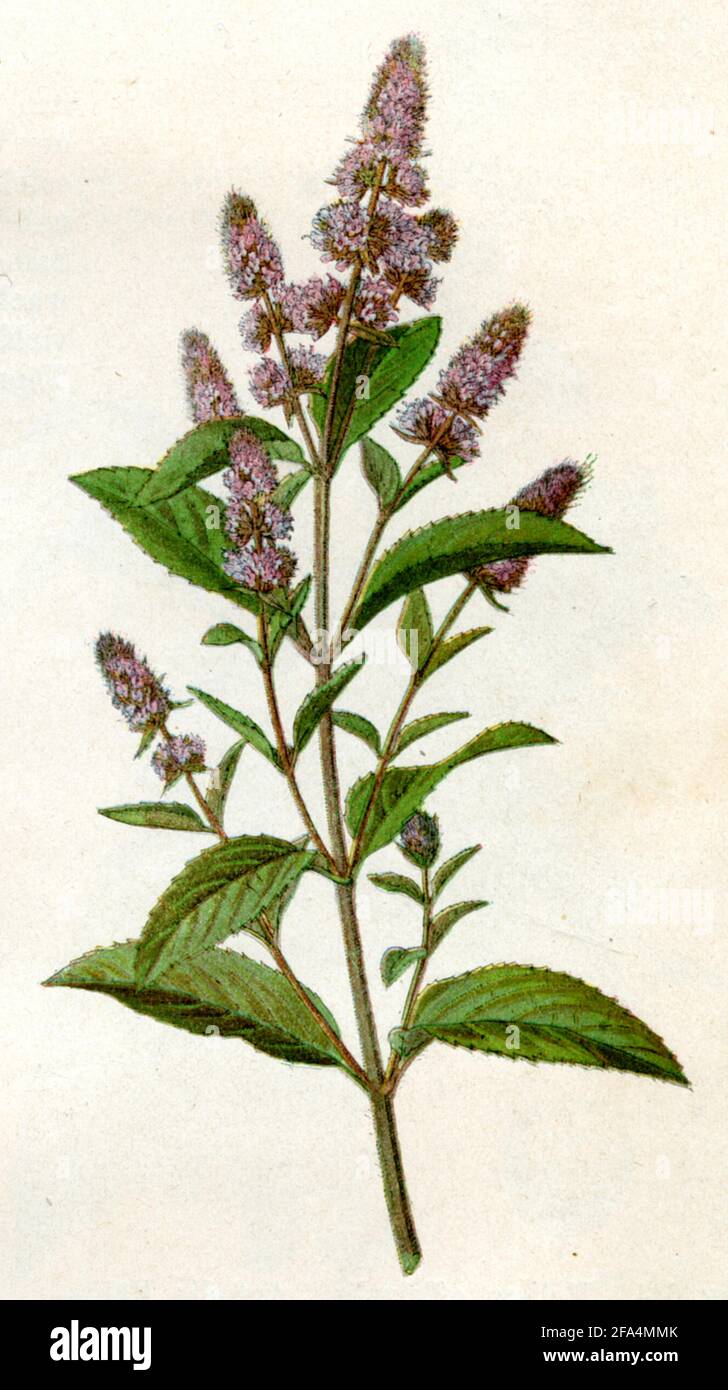 Pfefferminze / Mentha piperita / Minze, Pfeffer- / Botanikbuch, 1900) Stockfoto