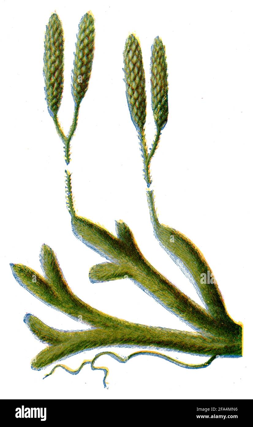 club MOSS / Lycopodium clavatum / Bärlapp, Keulen- / Gesundheitsbuch, 1920) Stockfoto